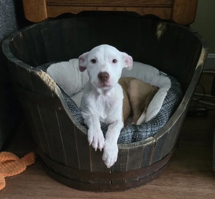 Shelter photo of Violette, a female Terrier, Pit Bull/Mix puppy, featured by Stray Animal Adoption Program (SAAP).